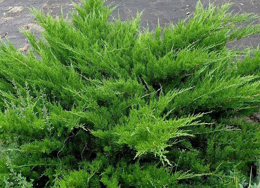 Можжевельник минт джулеп (mint julep): описание, посадка и уход, фото, отзывы