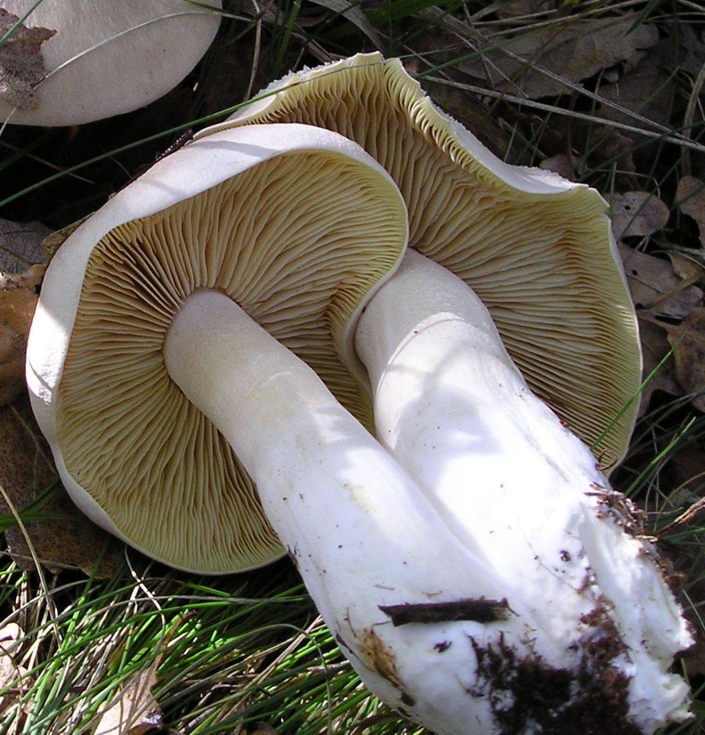 Ядовитый гриб энтолома желтовато-сизая ядовитая