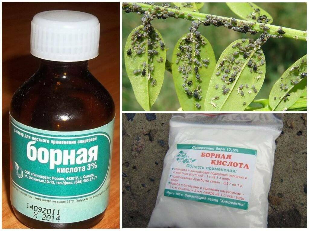 Подкормка растений борной кислотой: когда и как правильно