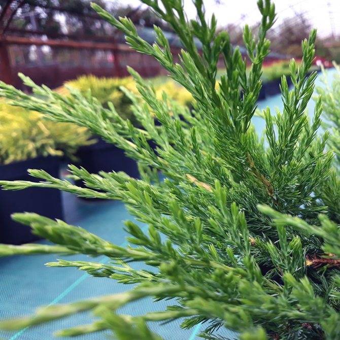 Можжевельник средний глаука (juniperus x pfitzeriana glauca)