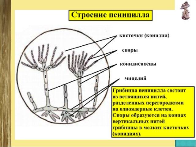 ✅ как выглядит гриб пеницилл - питомник46.рф