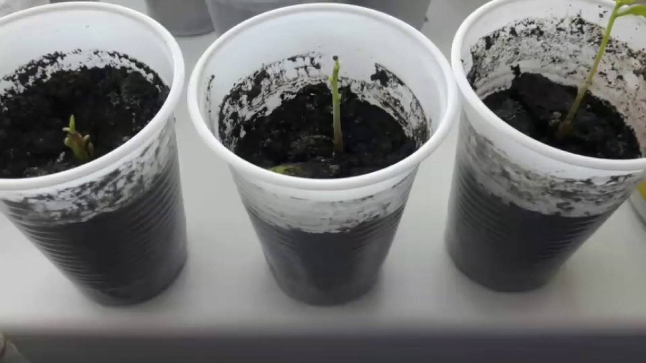 Дуб из желудя: как вырастить в домашних условиях, чтобы дал корень и вырос, можно ли зимой сажать в комнатный горшок, и правильная технология посадки и выращивания