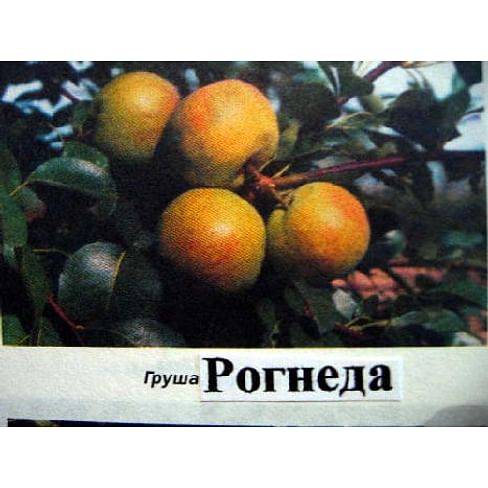 Груша рогнеда: описание, отзывы, опылители и посадка