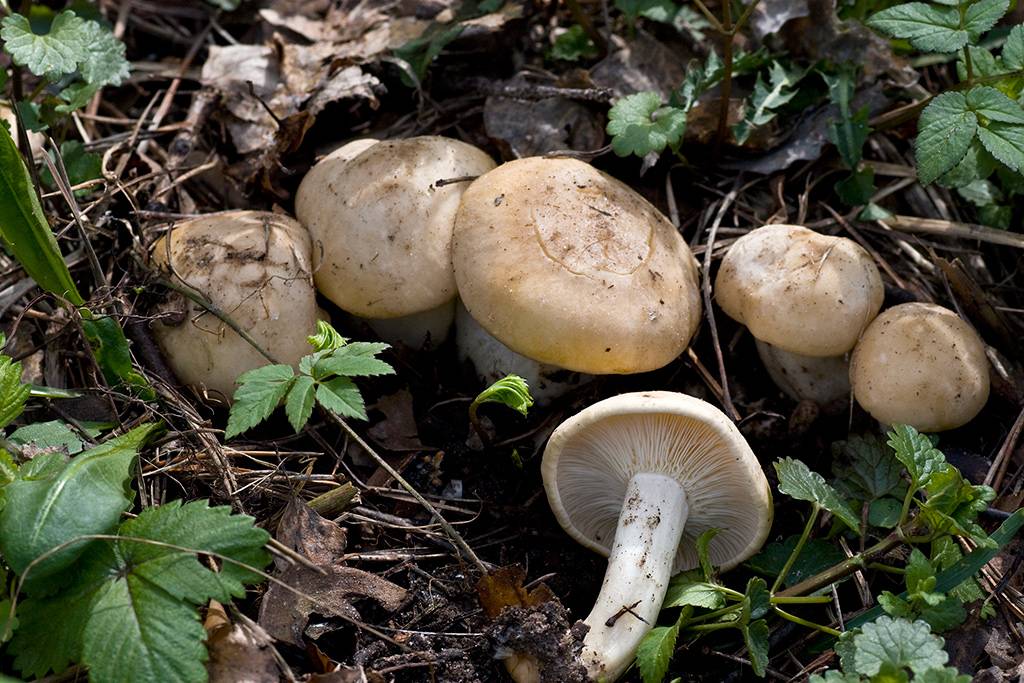 Грибы рядовки - 81 фото одного из самых разнообразных грибов