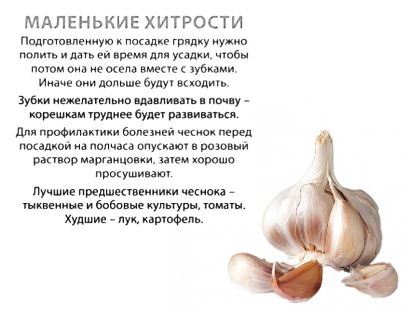 После каких культур можно сажать лук под зиму: таблица лучших предшественников, посадка после картофеля, моркови и других овощей в открытый грунт, севооборот