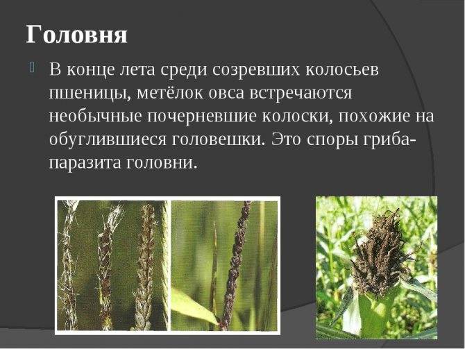 Грибы