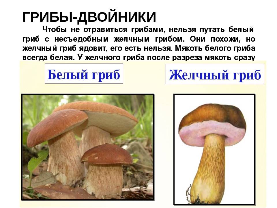 Как выглядит желчный гриб, описание