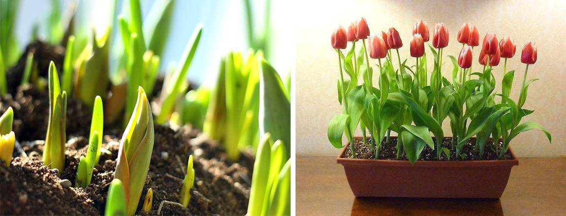 Выгонка тюльпанов в домашних условиях: пошаговая инструкция, как вырастить цветок к 8 марта, сроки посадки, технология выращивания