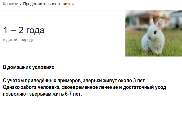 Сколько обычно живут декоративные кролики