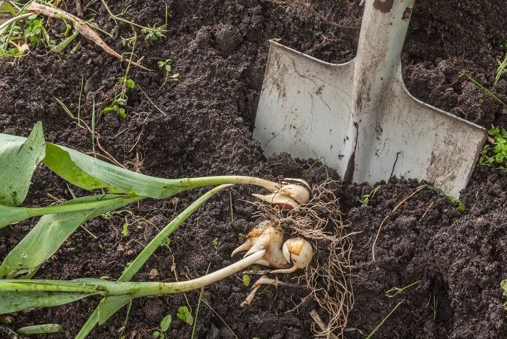 Можно ли пересаживать тюльпаны весной с одного места на другое и когда лучше это сделать