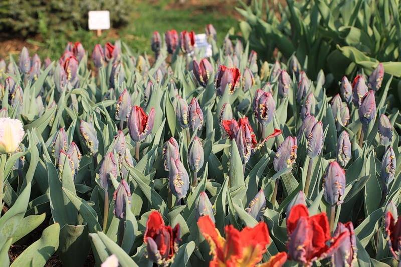 Карликовый тюльпан: разнообразие классов и сортов