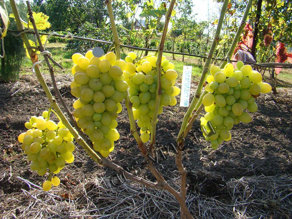 Отличительные особенности и правила выращивания сорта винограда благовест