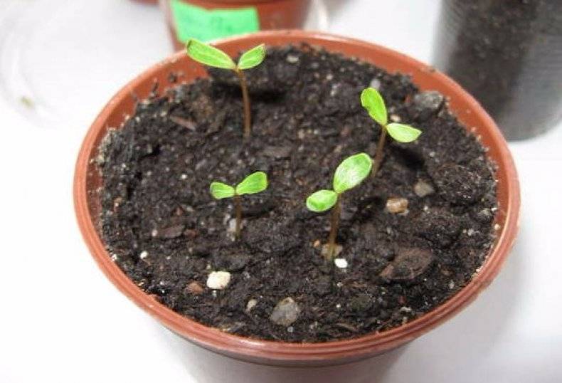 Катарантус: выращивание из семян, сроки посева и пересадки, особенности выращивания цветка и полезные советы