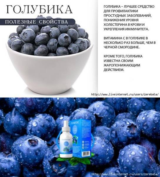 Голубика: посадка и уход, описание выращивания, полезные свойства, фото