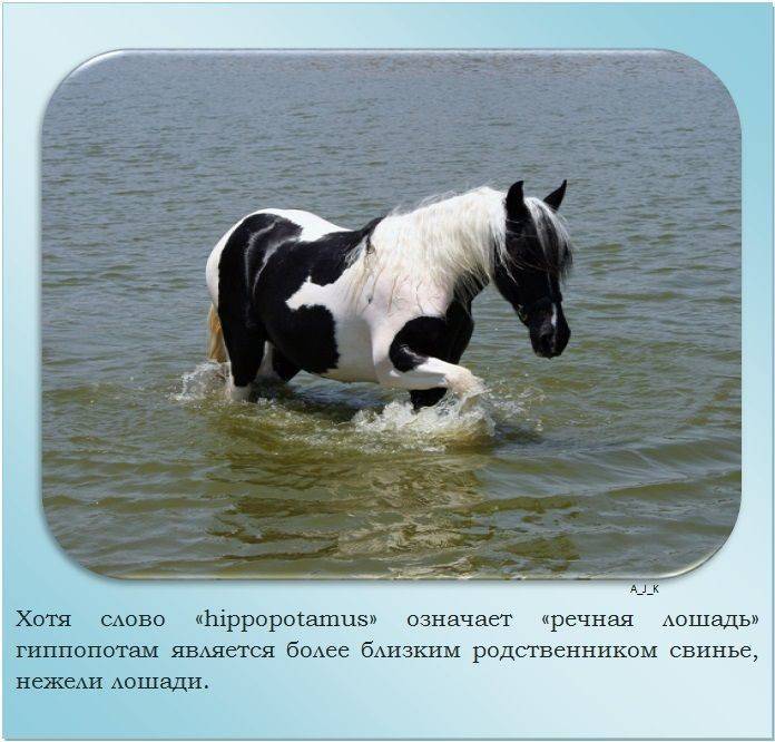 Все интересные факты о лошадях, породы, профессии