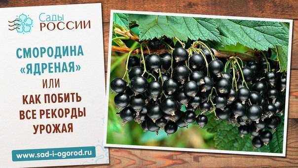 Чёрная смородина ядрёная: нюансы посадки и ухода