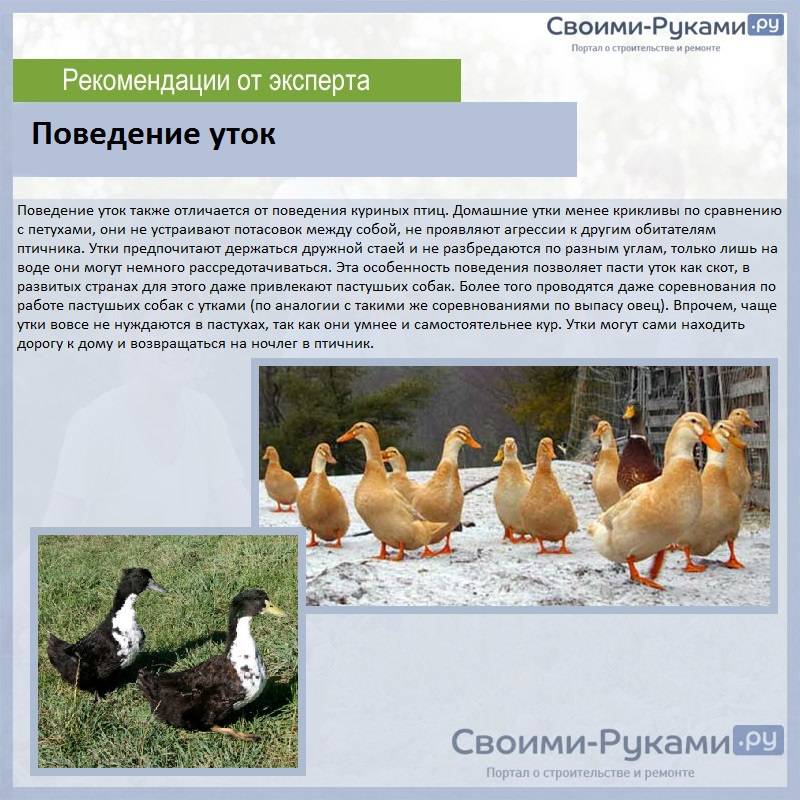Описание и особенности выращивания пекинских уток