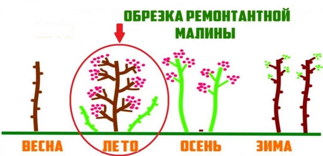 Обрезка малины осенью: схемы, сроки, правила, пошаговая инструкция