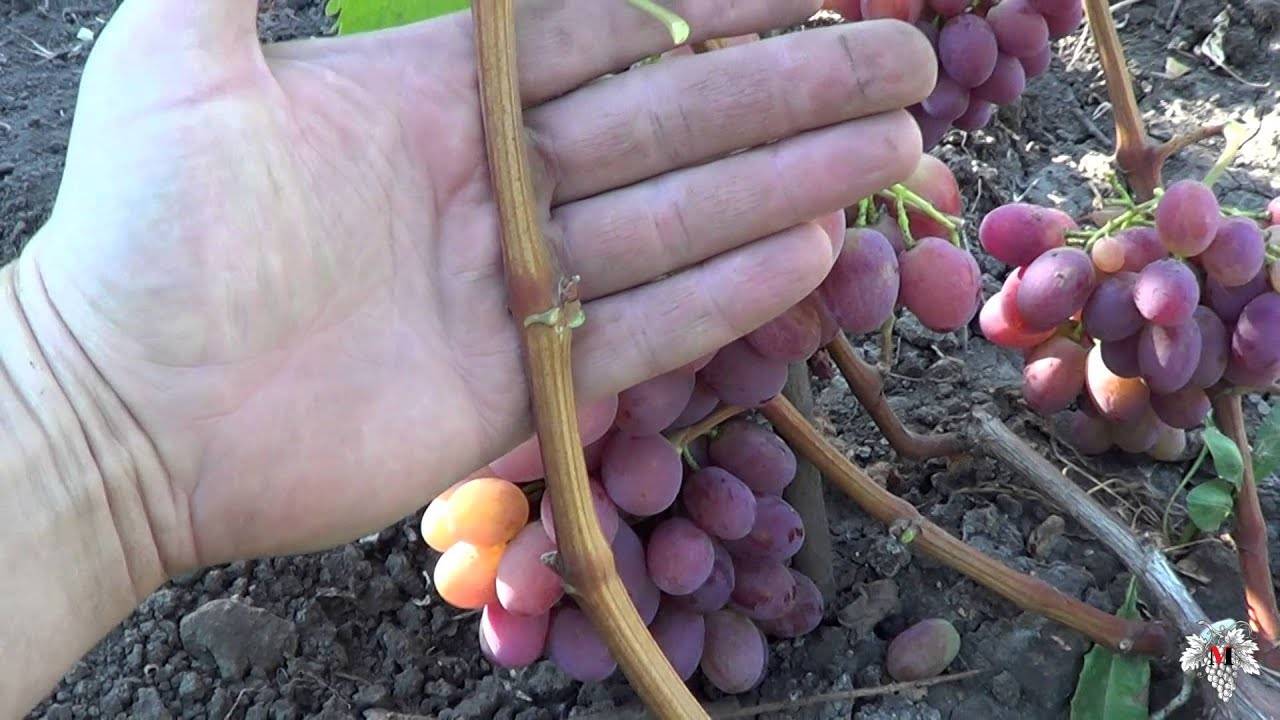 Описание сорта винограда рубиной юбилей и его характеристика