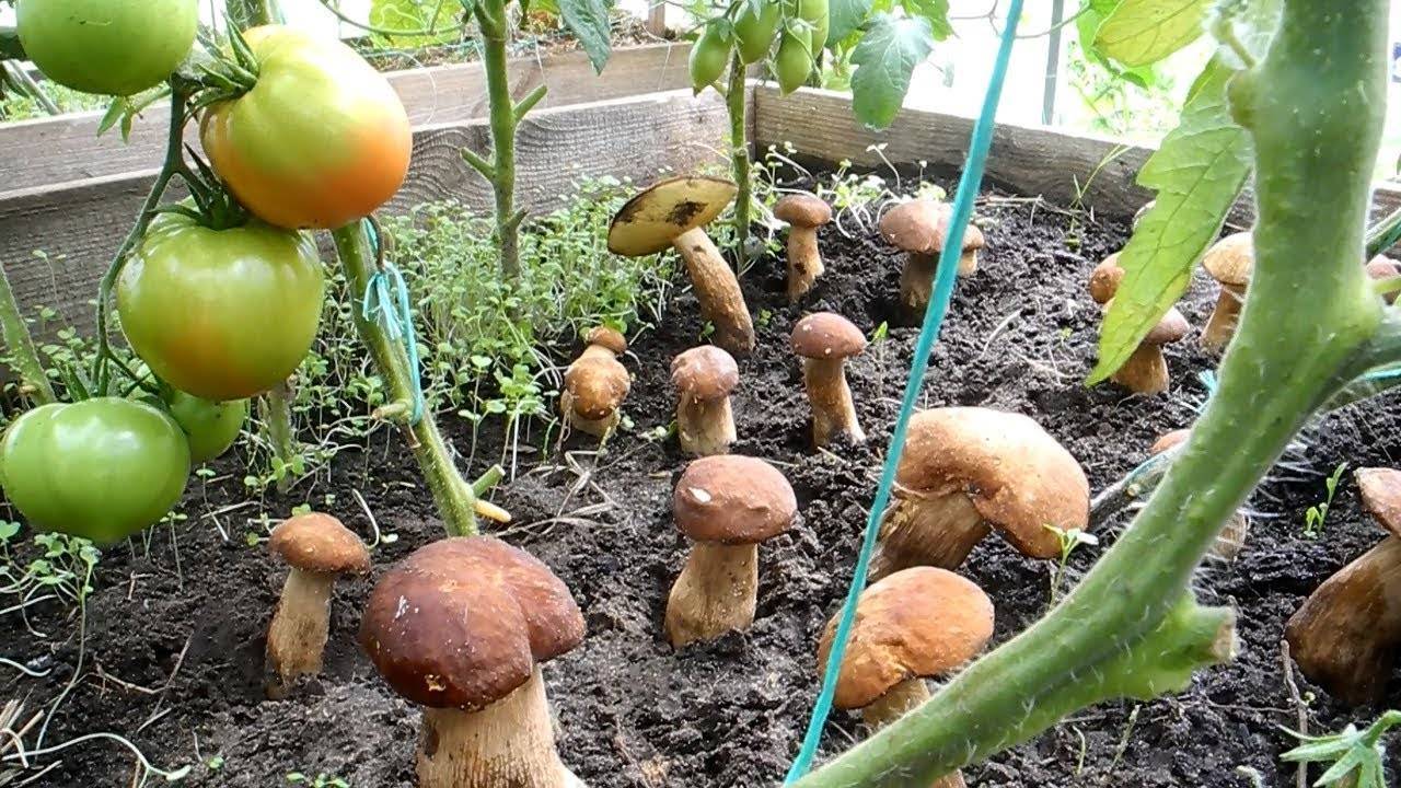 ???? как посадить грибы: 5 проверенных способов и подробная инструкция