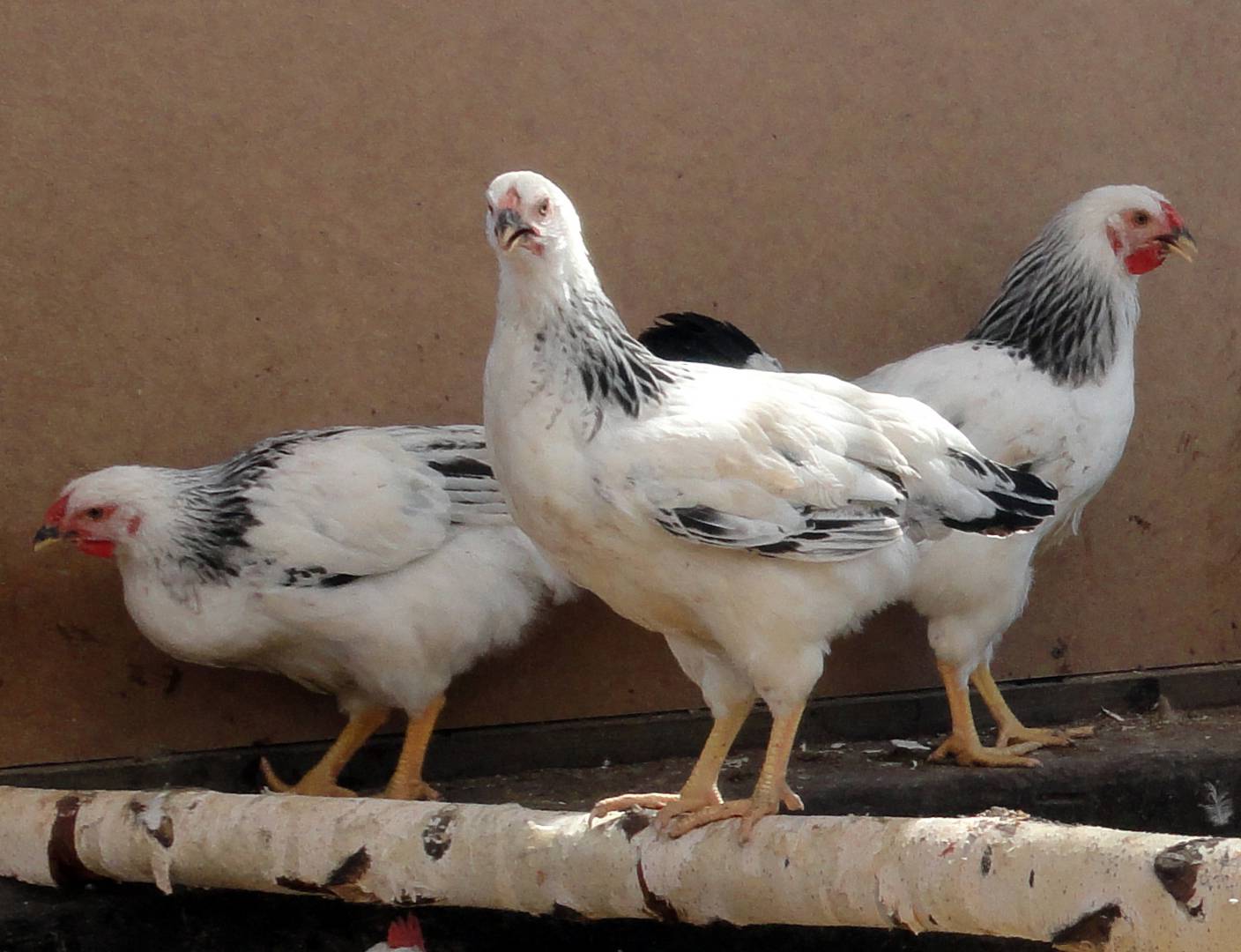 Первомайская порода куриц