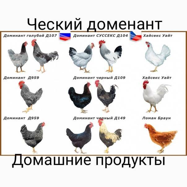 Куры хайсекс браун и белые куры уайт: описание породы несушек