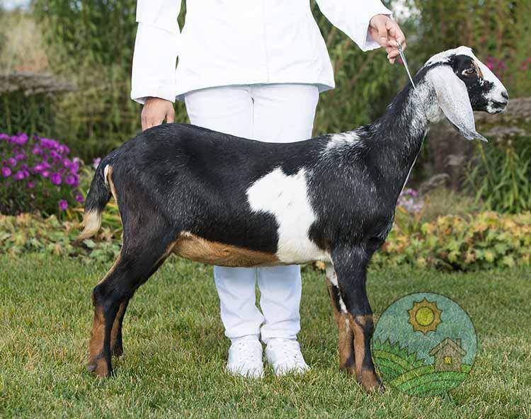Отличительные особенности нубийской породы коз