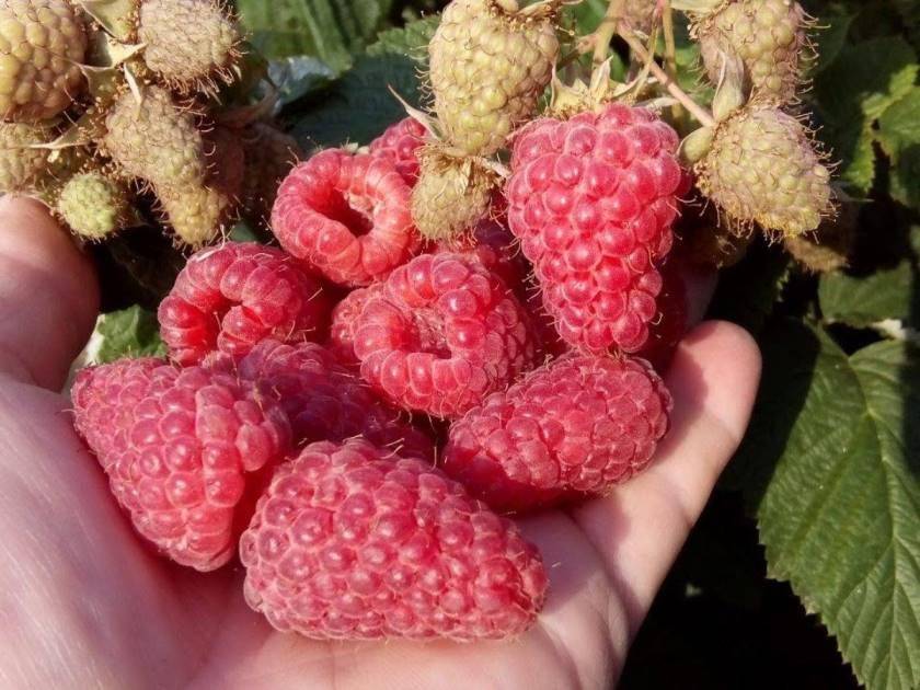 Описание и характеристики малины сорта скромница, посадка и выращивание