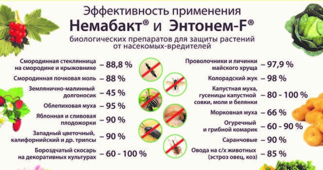Препарат "немабакт": отзывы, инструкция по применению