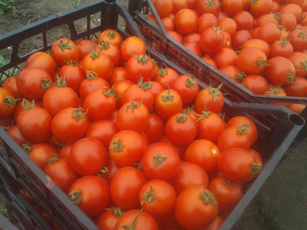 Неприхотливый гибридный сорт томатов бобкат: особенности посадки и выращивания