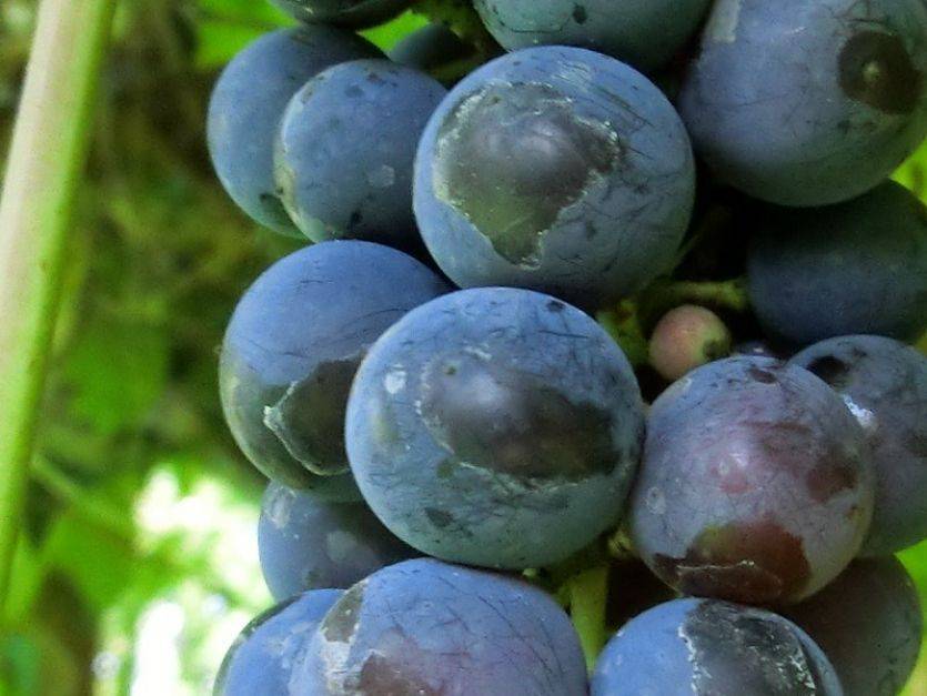 Виноград изабелла: секреты самостоятельной посадки и ухода, выращивание, фото, описание сорта, характеристики, обрезка