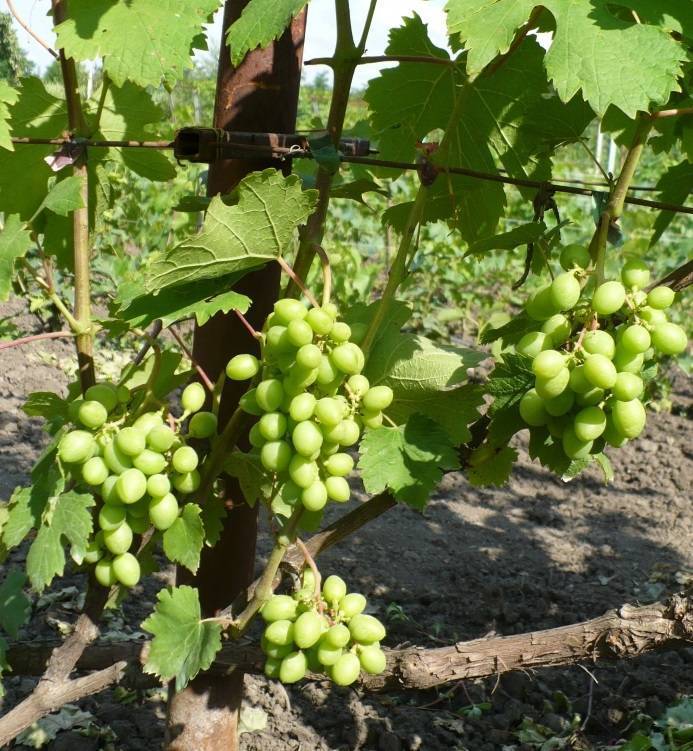 Описание сорта винограда ромбик: фото и отзывы | vinograd-loza