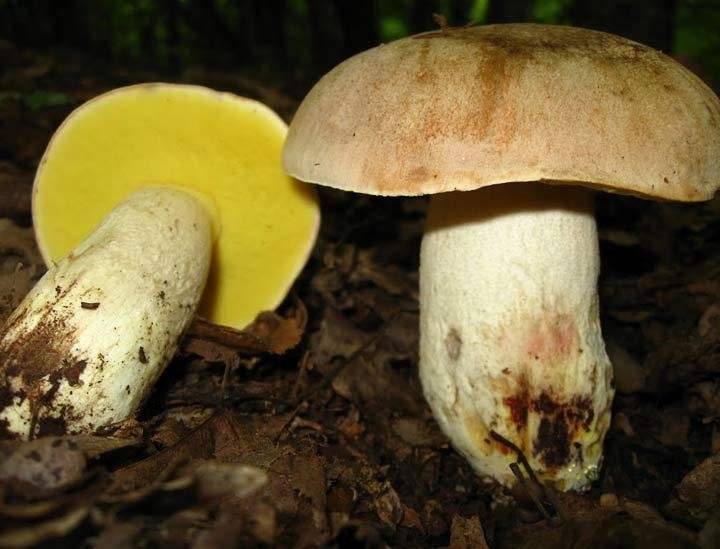 Как выглядит ложный белый гриб: описание, как отличить от настоящего