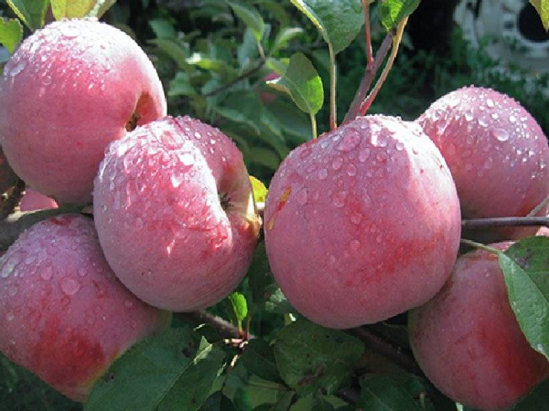 Сорт яблони ветеран: описание и фото, основные характеристики и особенности выращивания