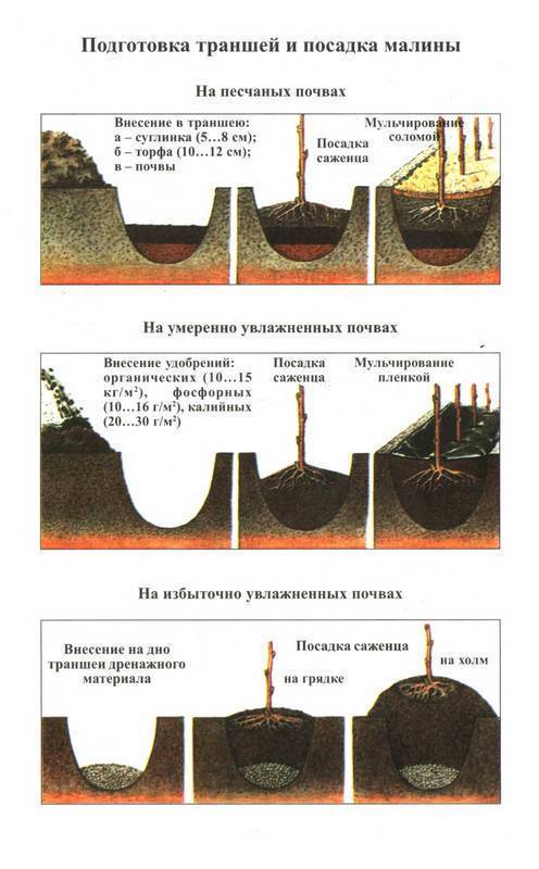 Схема посадки кустов малины