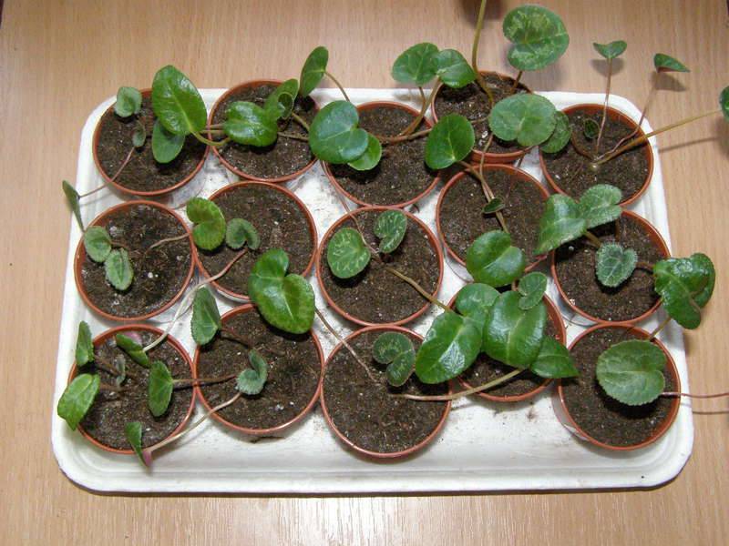 Цикламен из семян в домашних условиях: пошаговое фото, как размножить или пересадить + фото
