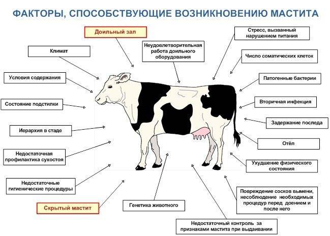 Крупный рогатый скот. молочная и мясная продуктивность крупного рогатого скота