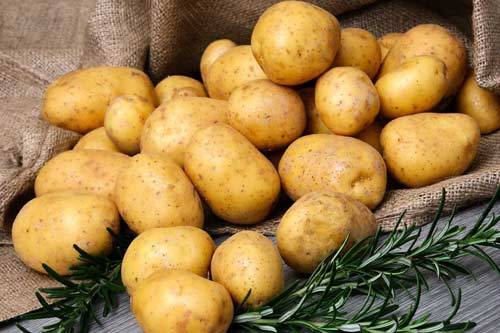 Картофель латона: описание и характеристика, отзывы
