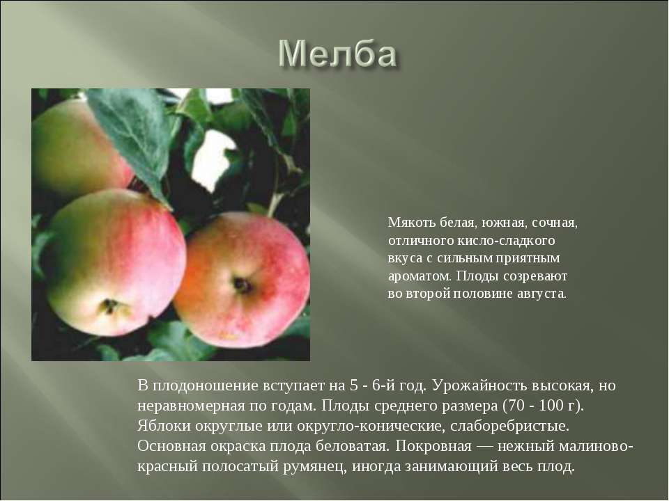 Самые сладкие сорта яблок