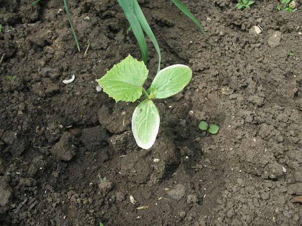 Белые листья на огурцах: что делать и как обрабатывать рассаду