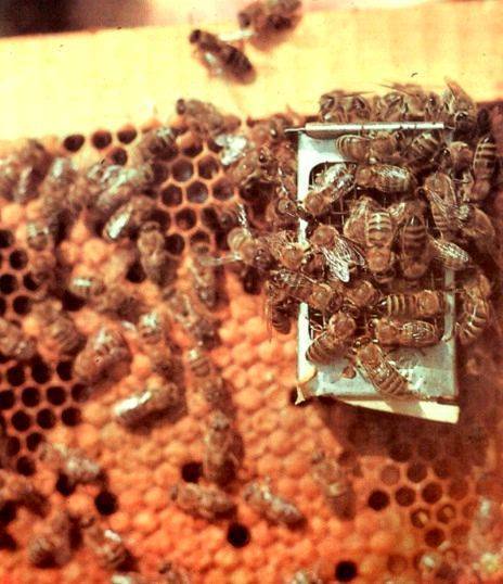 Размножение пчелосемей: роевые матки или искусственный вывод маток