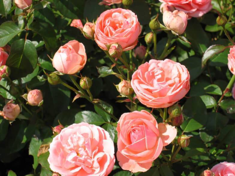 Роза флорибунда кимоно: фото, отзывы, описание, выращивание, посадка и уход, обрезка, подкормка, подготовка к зиме