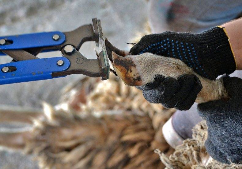 Как правильно обрезать копыта у козы в домашних условиях и инструменты