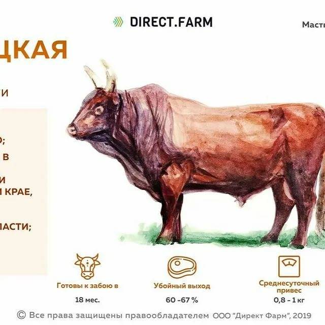 Калмыцкая порода коров: характеристика крс, содержание и разведение, уход