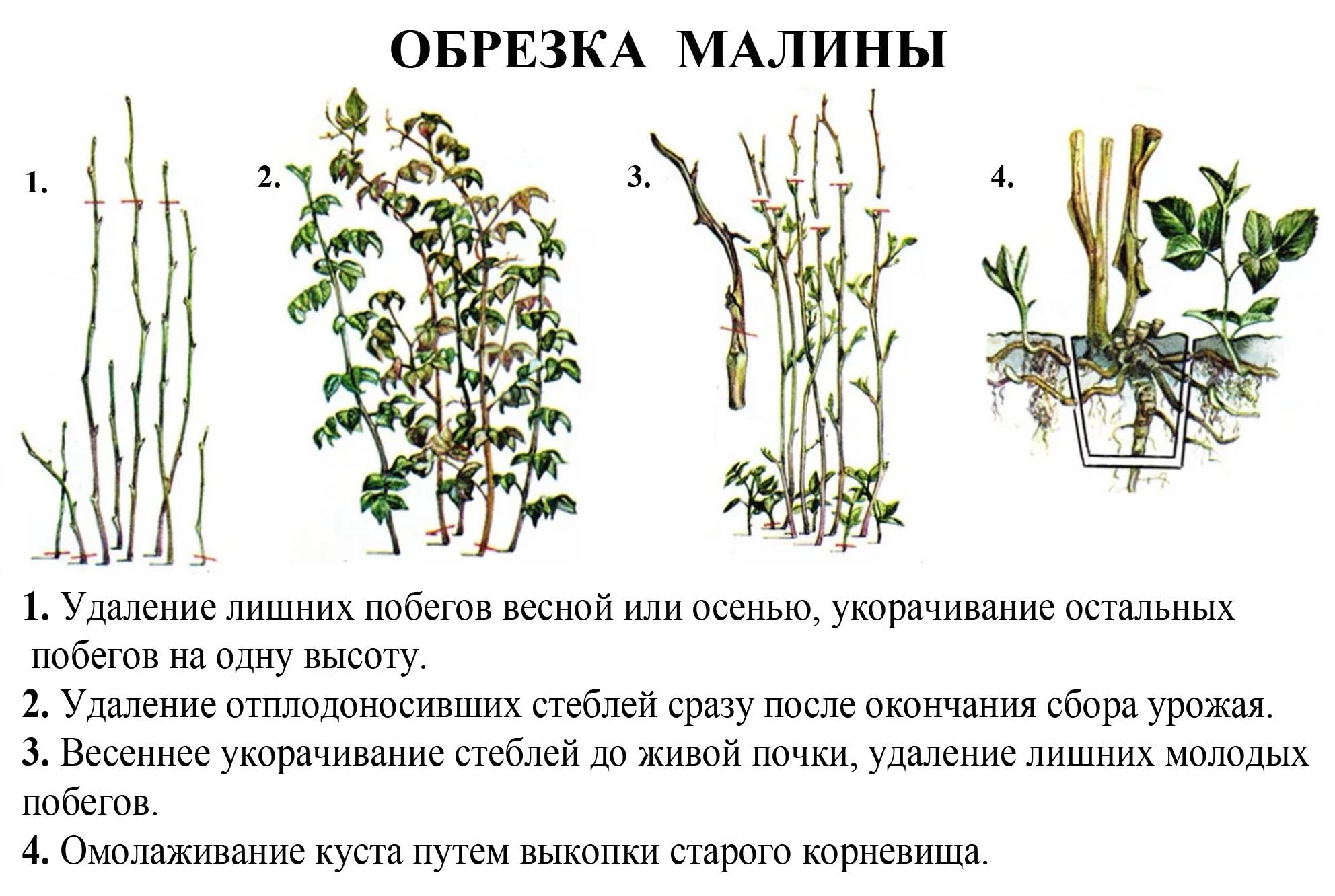 Малиновое дерево: посадка и уход, выращивание, обрезка на зиму. дерево малина: как посадить и ухаживать