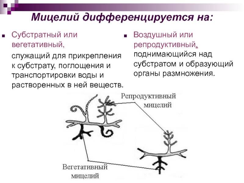 Мицелий