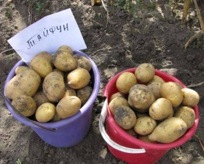 Картофель вега: характеристика и описание сорта, фото картошки, отзывы тех, кто её выращивал