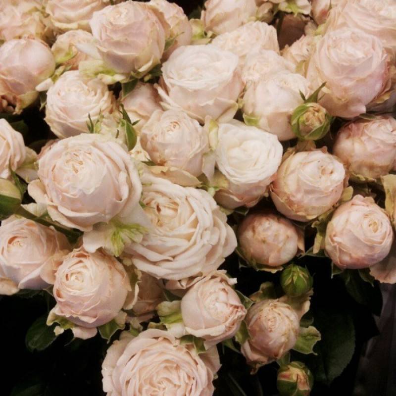 Топ-16 сортов пионовидных роз, посадка и уход за ними в открытом грунте