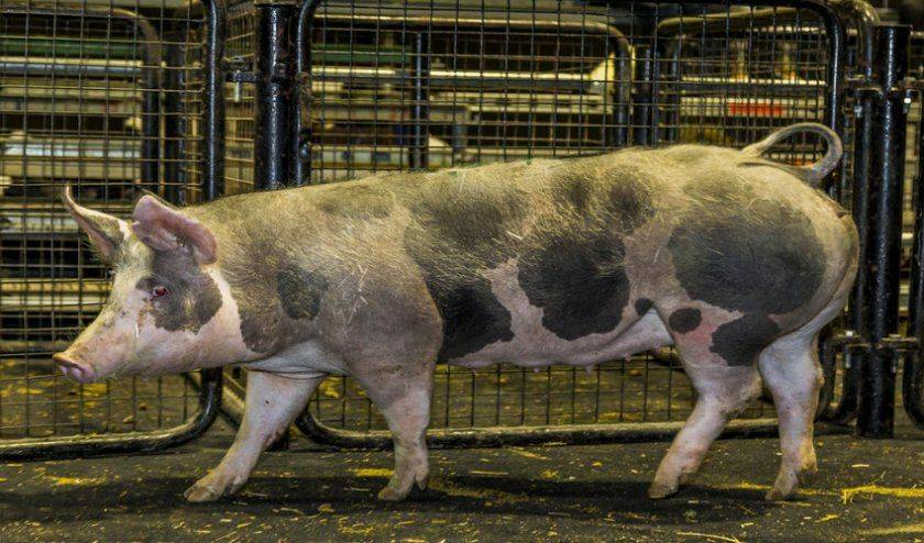 Порода свиней пьетрен характеристика, пьетрен свиньи (фото)