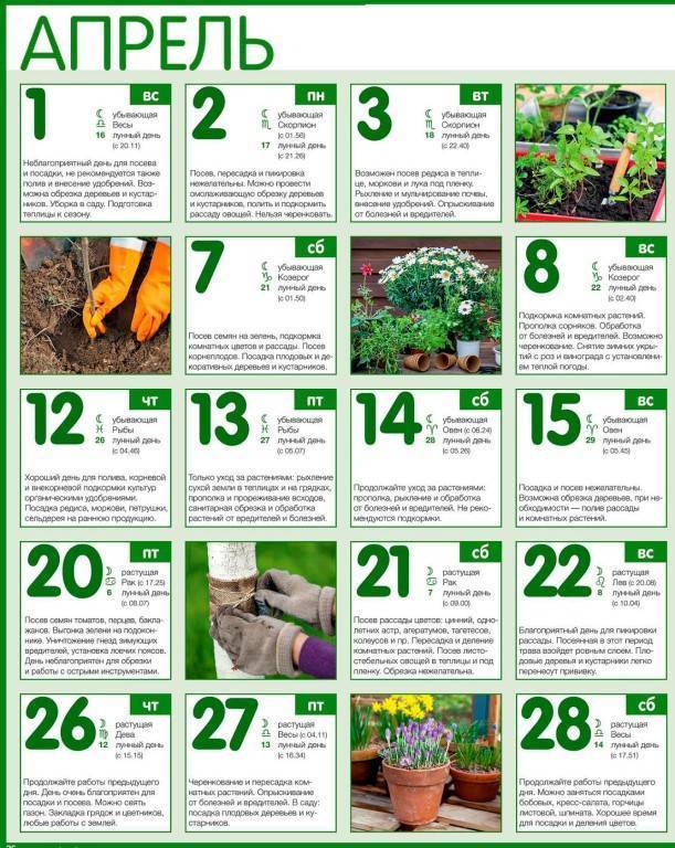 Лунный календарь цветовода на 2021 год для комнатных растений